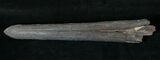 Fossil Marlin (Swordfish) Rostrum - Miocene #16893-1